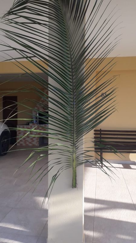 Resid&ecirc;ncia em Palho&ccedil;a, na Grande Florian&oacute;polis, foi decorada para o&nbsp; Domingo de Ramos – Foto: M&aacute;rcia Regina/Divulga&ccedil;&atilde;o