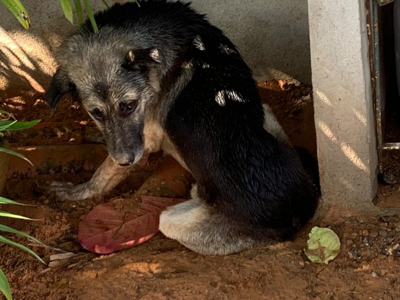 Cão foi encontrado pela equipe bastante debilitado &#8211; Foto: Polícia Civil de Joinville/Divulgação ND