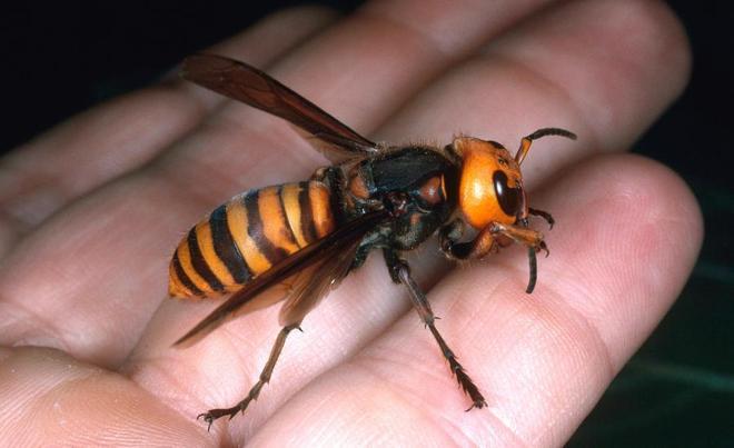 O enxame de vespas atacou a fam&iacute;lia em Santa Cec&iacute;lia, entre as pessoas estava uma gr&aacute;vida e uma crian&ccedil;a. &mdash; Foto: Foto: Reprodu&ccedil;&atilde;o/YouTube/Japan News/Divulga&ccedil;&atilde;o
