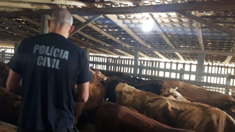 Ao todo, foram recuperaradas 66 cabeças de gado &#8211; Foto: Polícia Civil/Divulgação/ND