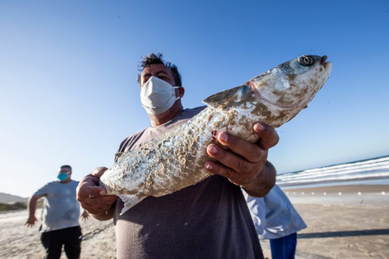 <span style="font-weight: 300;">9º – Peixes e crustáceos –</span> Foto: Anderson Coelho/ND