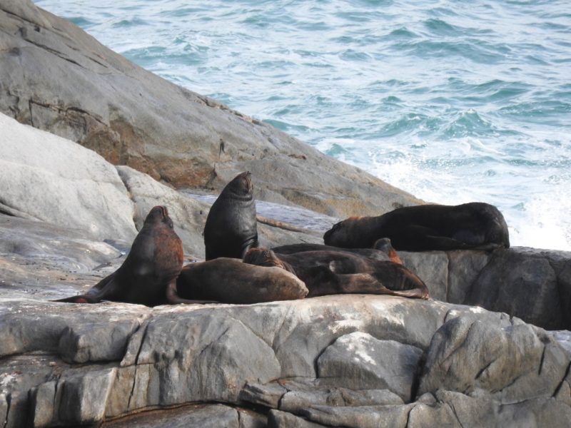 Grupo avistado num cost&atilde;o da Capital – Foto: Regina Reis/R3Animal/Divulga&ccedil;&atilde;o/ND
