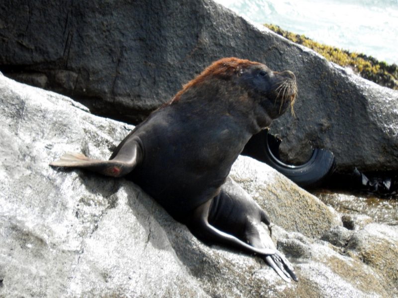 A cicatriz na nadadeira ajudou a identificar o mesmo – Foto: Regina Reis/R3Animal/Divulga&ccedil;&atilde;o/ND