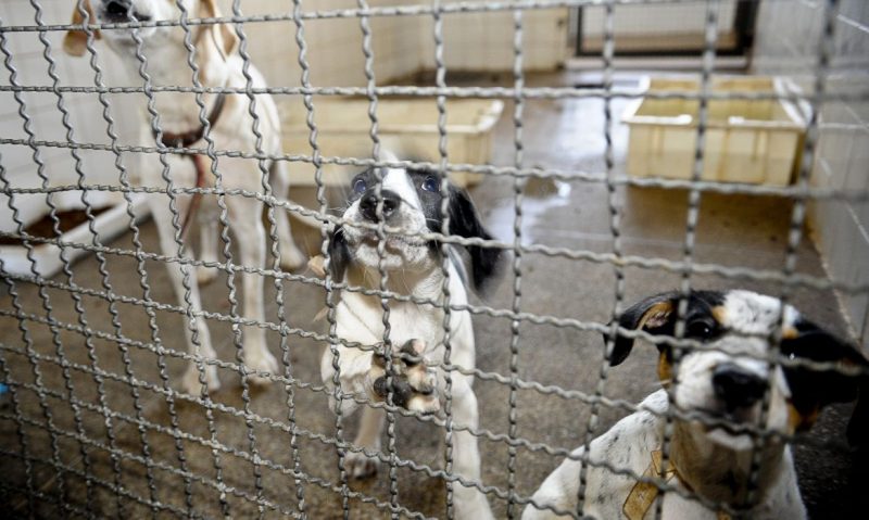 Veterin&aacute;ria alerta: animais adotados neste per&iacute;odo n&atilde;o devem ser abandonados ap&oacute;s quarentena – Foto: F&aacute;bio Pozzebom/Ag&ecirc;ncia Brasil/Divulga&ccedil;&atilde;o