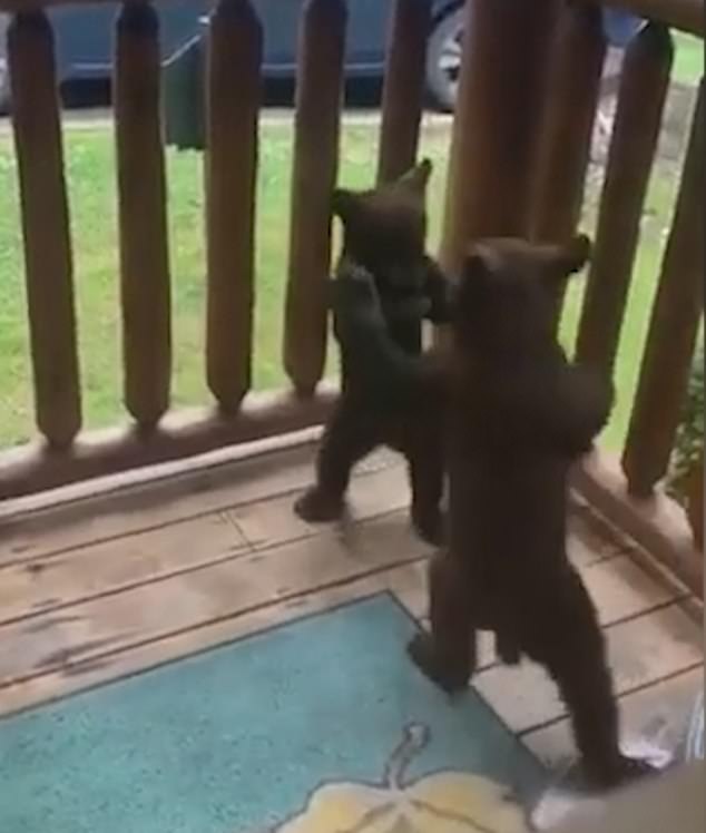 momento em que os filhotes de urso est&atilde;o no deck – Foto: Reprodu&ccedil;&atilde;o/Instagram