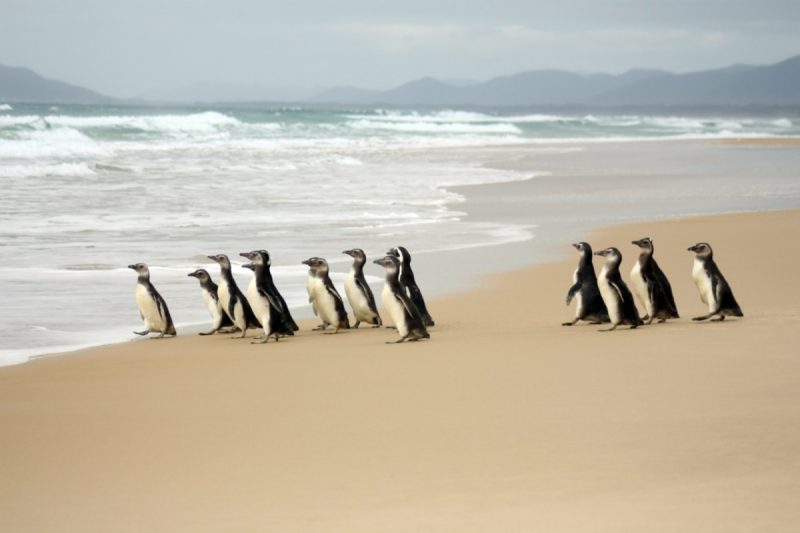 Pinguins chegam para mais uma temporada – Foto: Arquivo/R3 Animal/Divulga&ccedil;&atilde;o/ND