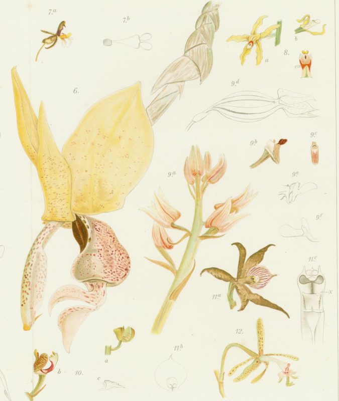 Estudo de orquídeas desenvolvido pelo naturalista &#8211; Foto: Acervo Museu Fritz Müller/Divulgação/ND