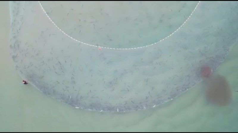 Uma mancha mostra o momento exato que manjubas fogem de um lan&ccedil;o de tainhas – Foto: Luiz Dutra/Divulga&ccedil;&atilde;o