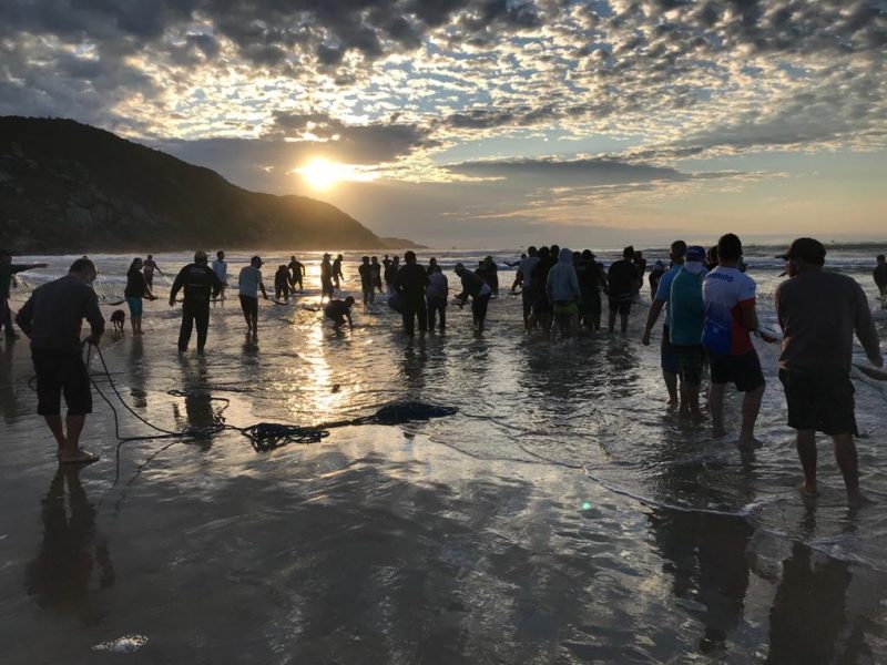 A pesca artesanal come&ccedil;ou no dia 1&ordm; de maio e foi encerrada no dia 10 de julho em SC – Foto: Divulga&ccedil;&atilde;o/ND