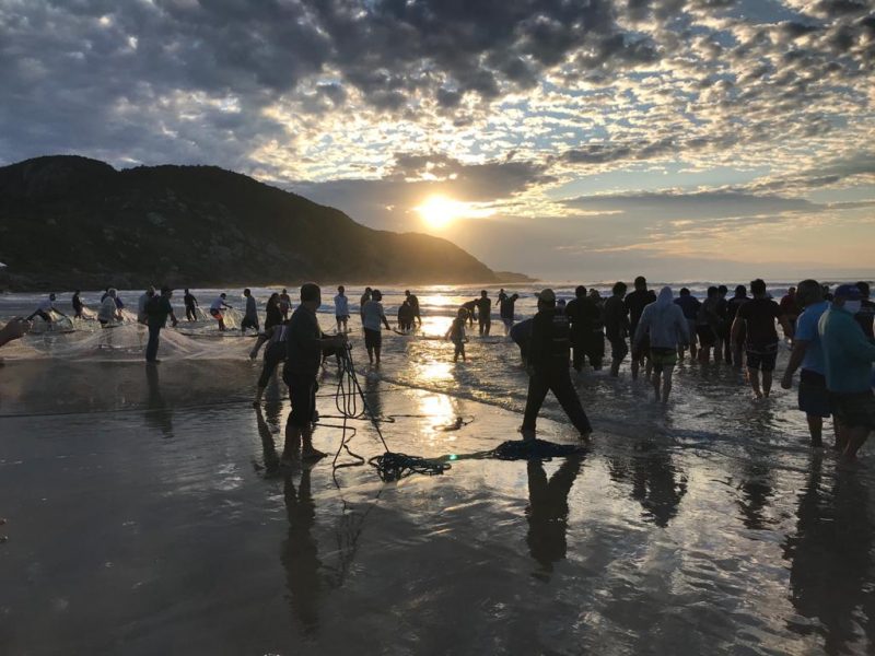 Temporada de pesca da tainha começa neste sábado em SC. Em 2019 eram esperadas 2,5 mil toneladas de tainhas nas praias catarinenses, mas foram pescadas menos de 1,2 mil toneladas. – Foto: Divulgação/ND