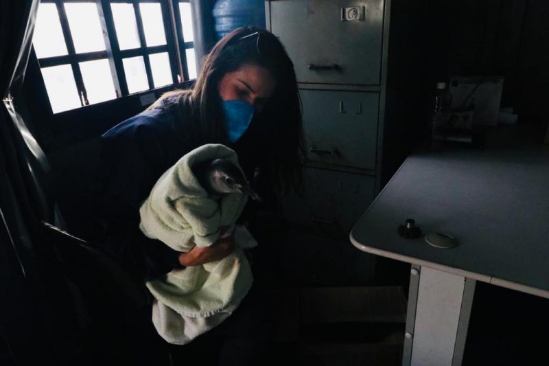 Pinguim foi resgatado pelos colaboradores da Prontidão Ambiental da SCPAR Porto de Imbituba – Foto: Porto de Imbituba/Divulga&ccedil;&atilde;o ND