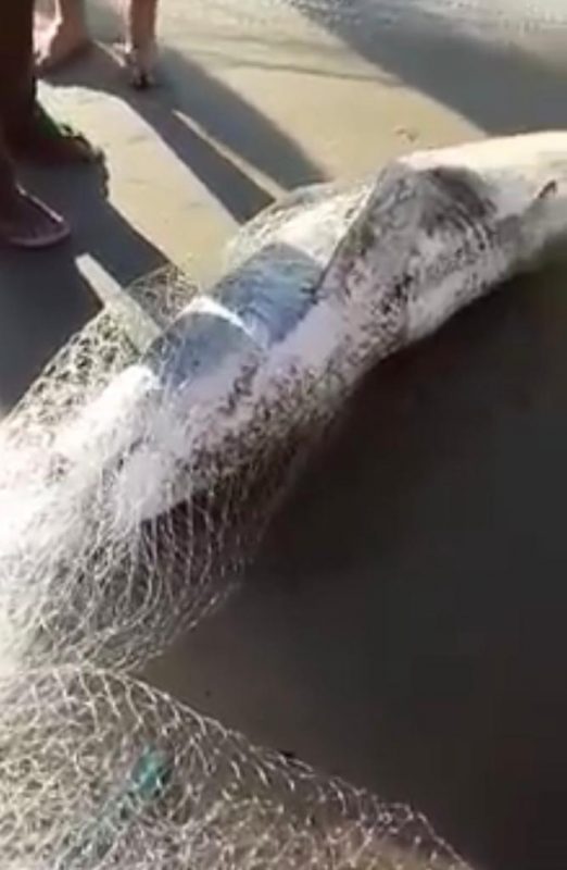 Tubar&atilde;o capturado neste domingo – Foto: Elegton Alves/Reprodu&ccedil;&atilde;o/ND