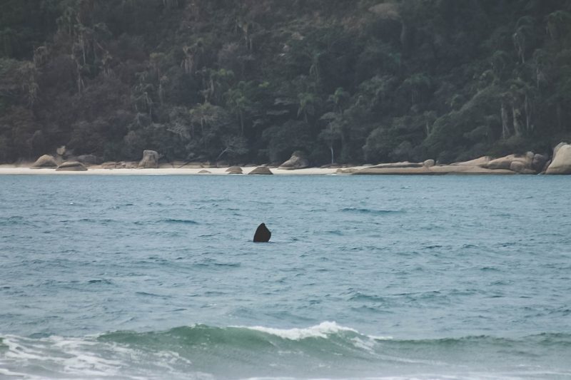 Registro da chegada de uma baleia-franca no Sul da Ilha, em Florian&oacute;polis – Foto: Andr&eacute; Nogueira/Mysticeta Research/divulga&ccedil;&atilde;o