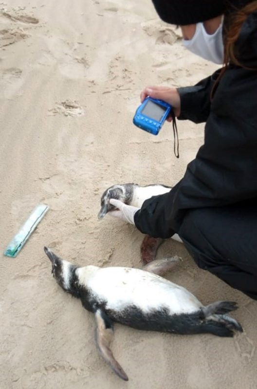 Apenas um pinguim foi resgatado vivo – Foto: Rodrigo Tiburski/R3 Animal/ND