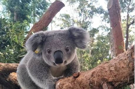 Coalas estão ameaçados de extinção, diz Austrália - BBC News Brasil