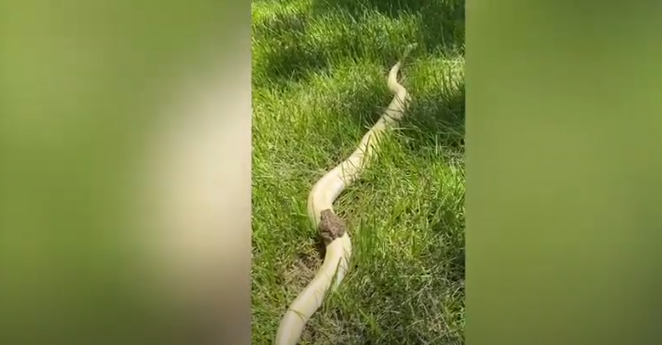 Cobra d&aacute; carona para um sapo tomar sol – Foto: Reprodu&ccedil;&atilde;o Youtube