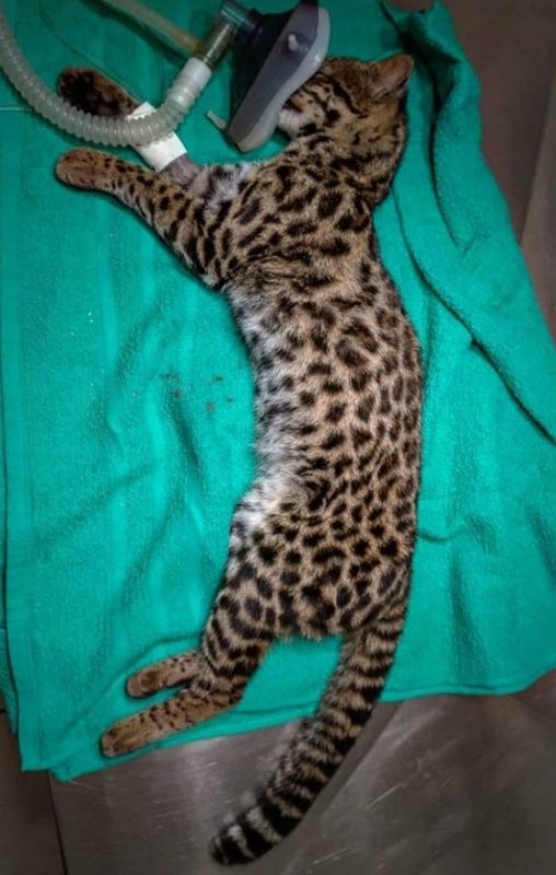 Animal foi resgatado por moradores e levado até uma clínica veterinária – Foto: Polícia Militar/Divulgação