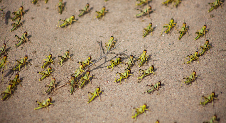 Em determinada etapa da vida, o gafanhoto do deserto (Schistocerca gregaria) que afeta a &Aacute;frica Oriental e o Sul da &Aacute;sia, vive sozinho e se alimenta da vegeta&ccedil;&atilde;o em determinadas regi&otilde;es. – Foto: FAO/Divulga&ccedil;&atilde;o/ND/Reprodu&ccedil;&atilde;o
