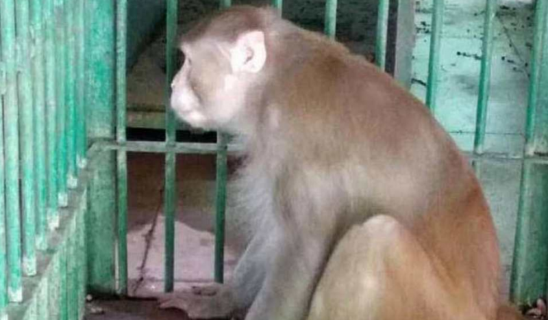 Macaco alco&oacute;latra foi detido por autoridades indianas – Foto: Gulf News