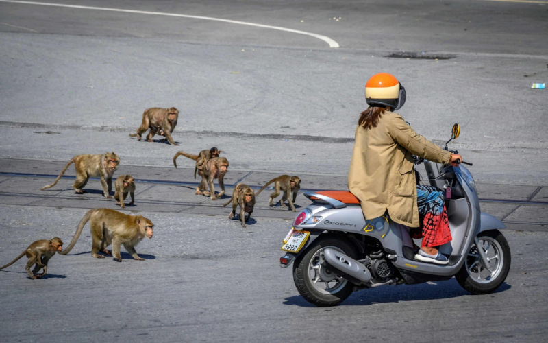 Macacos na Tail&acirc;ndia – Foto: Mladen Antonov/AFP/Reprodu&ccedil;&atilde;o/The Telegraph