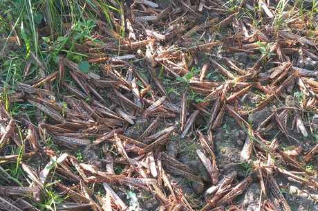 Enxames de gafanhotos afetaram at&eacute; mesmo o tr&aacute;fego a&eacute;reo, enquanto os cad&aacute;veres desses insetos bloqueavam linhas ferrovi&aacute;rias.- Foto: Senasa/Divulga&ccedil;&atilde;o/ND