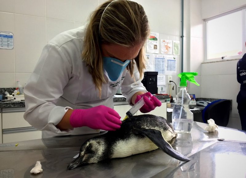 Pinguins vivos foram enviados para tratamento em projeto da Univali – Foto: PMP-BS/Univali/Divulgação/ND