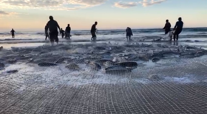 Pesca de tainha em Santa Catarina