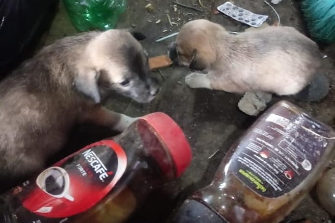 Animais estavam presos em uma sacola de lixo – Foto: Reprodu&ccedil;&atilde;o/Redes Sociais/ND