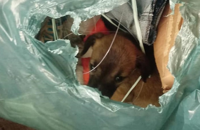 Animais estavam presos em uma sacola de lixo – Foto: Reprodu&ccedil;&atilde;o/Redes Sociais/ND