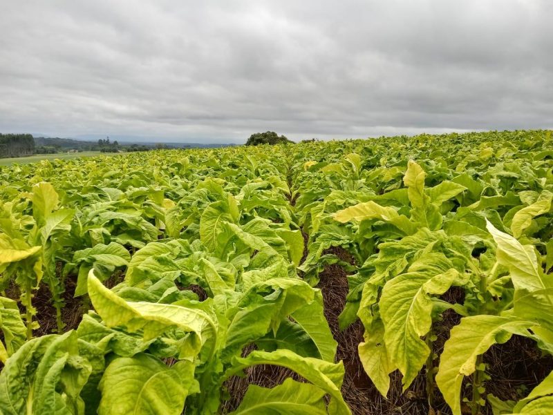 7º – Tabaco e derivados – Foto: Reprodução/ND