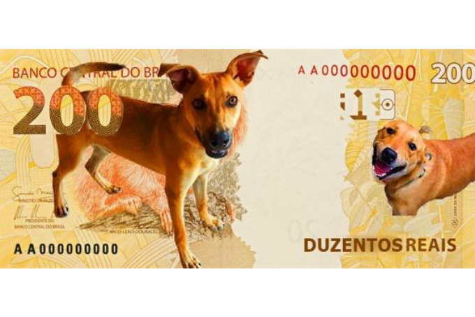 O famoso cão caramelo, vira-latas símbolo dos melhores memes da internet. Essa verdadeira entidade das redes sociais não poderia faltar. Alô, Banco Central!! Esse aqui é o preferido do estagiário, #prontofalei – Foto: reprodução redes sociais/ND