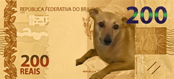 Esse doguinho com cara de fome. Duvido você ter coragem de passar para frente uma nota dessas com esse caramelinho fofo – Foto: reprodução redes sociais/ND