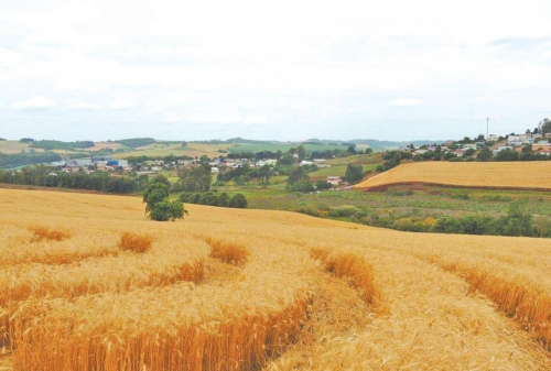 Os mistérios que cercam o que está além da Terra não estão tão distantes. No Oeste de Santa Catarina, desde 2008, grandes desenhos de até 110 metros de diâmetro surgem durante a noite em fazendas de trigo da cidade de Ipuaçu. <a href="<a href="https://ndmais.com.br/desenho/serie-circulos-os-agroglifos-nas-plantacoes-de-milho-do-oeste-catarinense/">https://ndmais.com.br/desenho/serie-circulos-os-agroglifos-nas-plantacoes-de-milho-do-oeste-catarinense/</a>" target="_blank" rel="noopener noreferrer">Os círculos, chamados de agroglifos</a>, são formados pelos próprios ramos de trigo que aparecem baixados, rente ao solo, em uma época exata do ano. – Foto: Revista UFO/Arquivo/ND