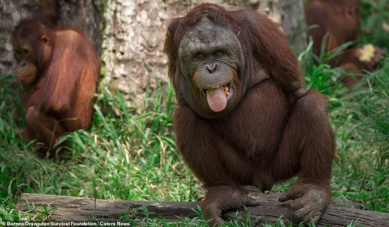 Ele foi resgatado e levado para a Funda&ccedil;&atilde;o de Sobreviv&ecirc;ncia de Orangotangos de Born&eacute;u. – Foto: Funda&ccedil;&atilde;o/Dailymail/Reprodu&ccedil;&atilde;o
