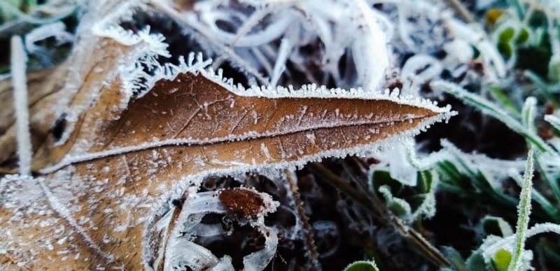 A madrugada e início da manhã foram com muito frio e registro de geada em várias regiões de Santa Catarina. Ao menos 30 cidades do Estado registraram temperaturas negativas. Conforme o meteorologista da Epagri/Ciram, Marcelo Martins, a cidade de Urupema, na serra, registrou -8,1°C. Na imagem, a paisagem congelada de São Joaquim nesta manhã- Foto: Wagner Urbano/Divulgação/ND