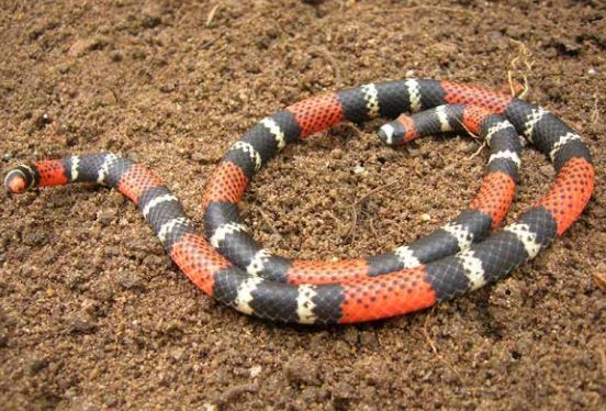 Coral (Micrurus Decoratus): espécie endêmica da Mata Atlântica. Em Santa Catarina existe apenas um registro confirmado, em Joinville. Tem coloração vermelha, preta e branca, no padrão de tríade. Os anéis pretos são mais curtos do que os vermelhos e a primeira tríade, a do pescoço, é incompleta. Os machos são maiores ou iguais às fêmeas e o acasalamento acontece no outono. As corais verdadeiras estão envolvidas em apenas 0,85% dos acidentes com humanos em SC – Foto: Reprodução/Ofidismo em Santa Catarina/UFSC