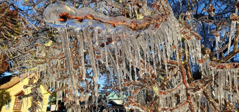 De acordo com Scheuer a queda da temperatura é causada pela atuação de uma massa de ar frio e seco de origem polar. Na foto, o registro feio em São Joaquim, árvore congelou com o frio de quase -5°. – Foto: Mychel Hudson Legnaghi/Divulgação/ND
