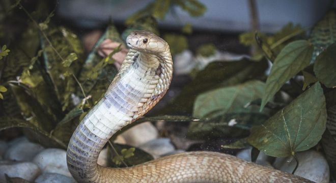 Cobras e outros animais como lagartos tamb&eacute;m foram localizados – Foto: Ivan Mattos/Zool&oacute;gico de Bras&iacute;lia