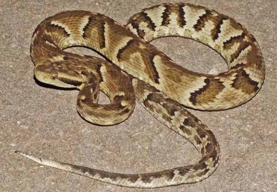 Jararaca é venenosa? Conheça espécie de cobra mais comum no Brasil