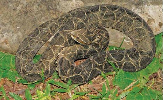 Cruzeira (Bothrops Alternatus): aparece em áreas abertas do nosso Estado. Essa espécie apresenta desenhos com linhas que se cruzam na cabeça, semelhantes a uma cruz, de onde vem o nome popular de cruzeira. Em ate três horas após o acidente com uma Jararaca, a vítima pode apresentar dor imediata e persistente. Além de inchaço no local afetado, calor e pele avermelhada na região atingida, hemorragia no local da picada ou distante dela e aumento do tempo de coagulação do sangue. Bolhas, gangrena, abscesso, insuficiência renal aguda são algumas das complicações que podem ocorrer após a picada. – Foto: Reprodução/Ofidismo em Santa Catarina/UFSC
