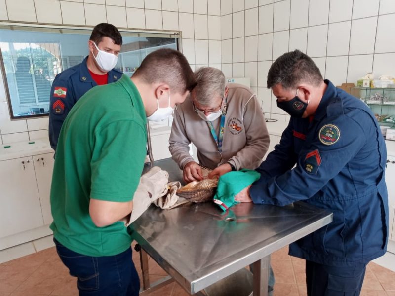 Animal foi levado ao Parque Beto Carreto, em Penha, para atendimento&nbsp; – Foto: Bombeiros de Navegantes/ND