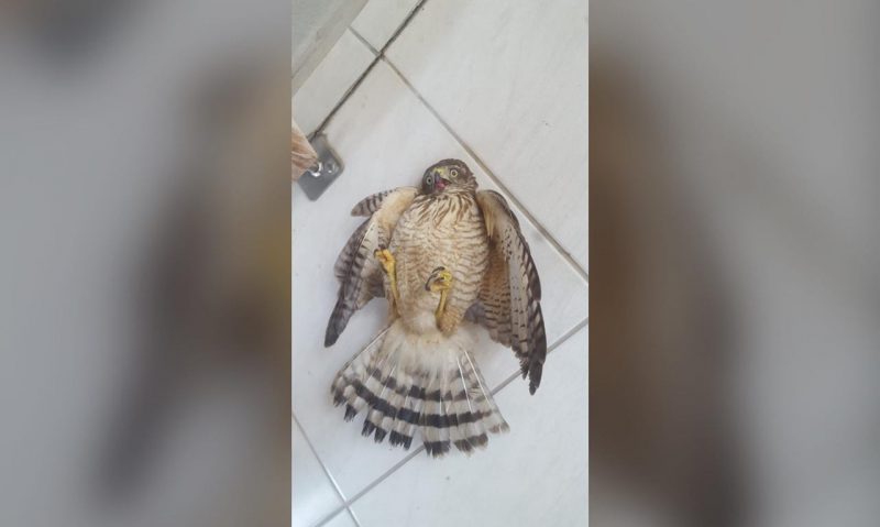 Animal foi socorrido pelos bombeiros – Foto: Bombeiros de Navegantes/ND