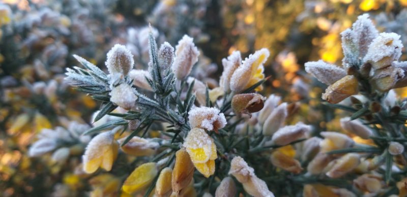 Flores ficaram completamente congeladas – Foto: Wagner Urbano/NDTV