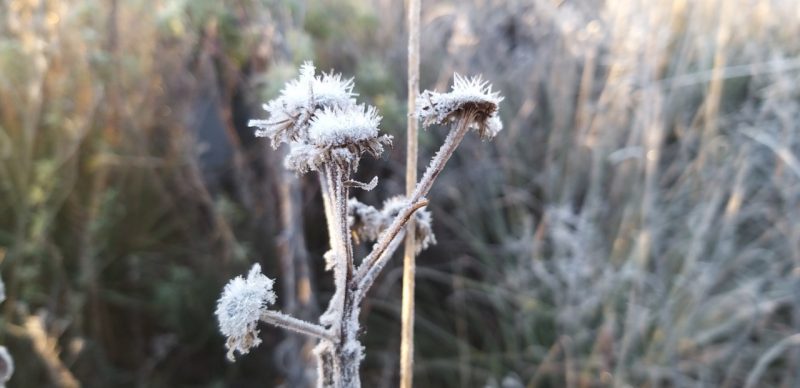 Geada em S&atilde;o Joaquim, sexta-feira (10) – Foto: Wagner Urbano/NDTV