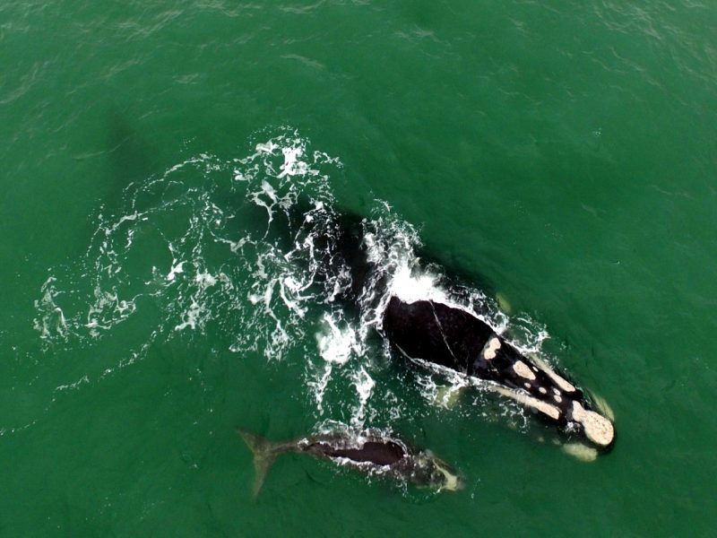 Animal foi visto junto &agrave; filhote em praia de Imbituba – Foto: Instituto Australis/Divulga&ccedil;&atilde;o/ND