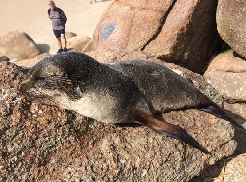 Lobo-marinho-subant&aacute;rtico estava descansando nas pedras da Praia dos Ingleses – Foto: Divulga&ccedil;&atilde;o/R3 Animal