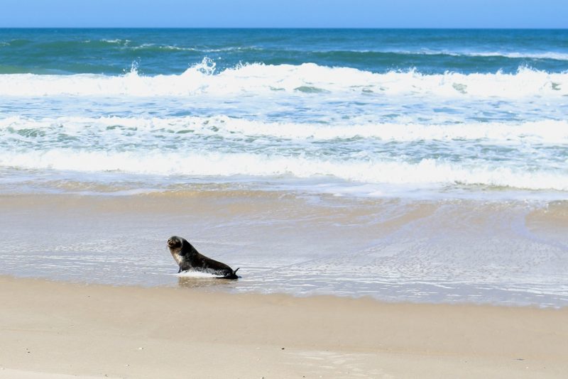 Lobo-marinho-subant&aacute;rtico na Praia dos Ingleses na manh&atilde; deste domingo (19) – Foto: Divulga&ccedil;&atilde;o/R3 Animal
