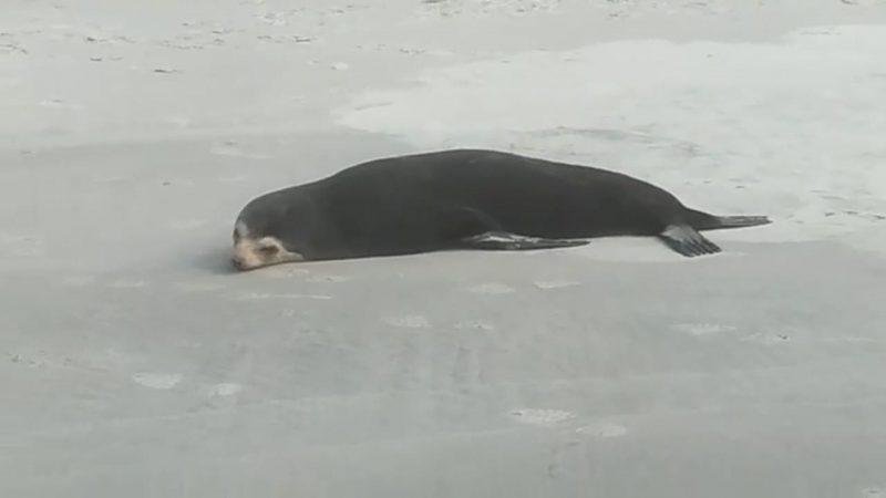 Lobo-marinho apareceu nas areias de S&atilde;o Francisco do Sul-Foto: Projeto de Monitoramento de Praias/Divulga&ccedil;&atilde;o ND