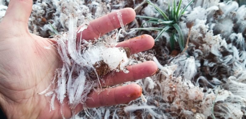 A quinta-feira (30) amanheceu ‘gelada’ em várias regiões de Santa Catarina. O destaque fica para a Serra onde houve temperaturas negativas e no Oeste, onde foi registrado geada em Chapecó. Na imagem, o cenário congelado em São Joaquim durante a manhã. – Foto: Wagner Urbano/Divulgação/ND