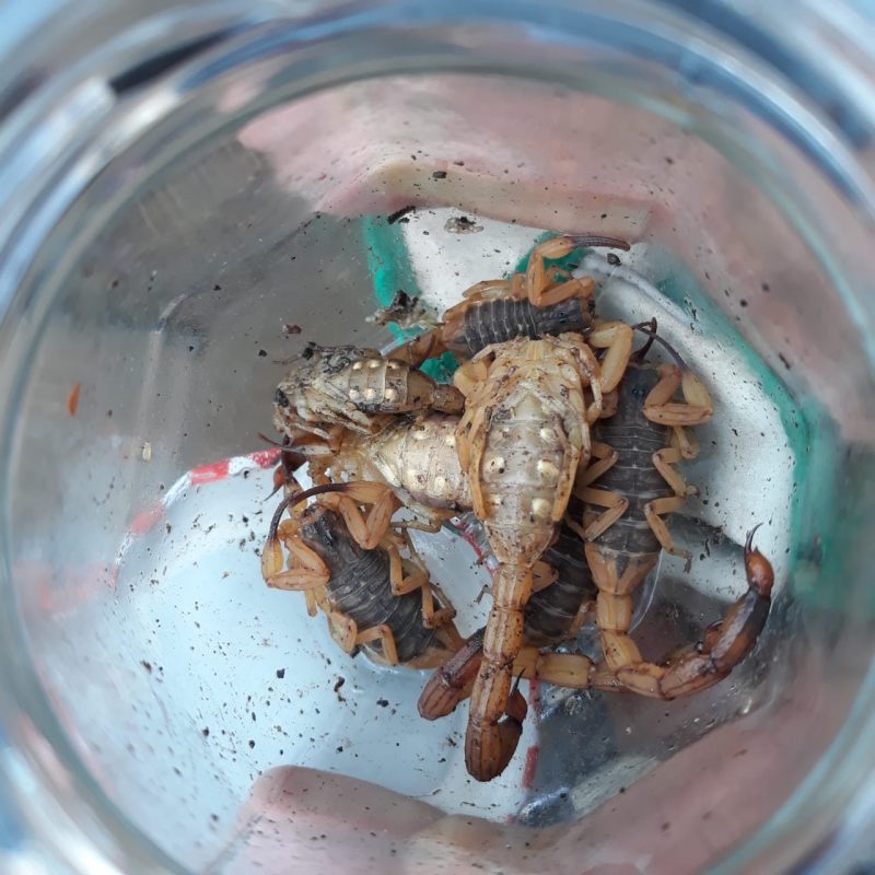 H&aacute; registros da presen&ccedil;a do animal em pelo menos 18 dos 44 bairros de Joinville, sendo que os mais recorrentes s&atilde;o F&aacute;tima, Nova Bras&iacute;lia, Zona Industrial, Am&eacute;rica e Boa Vista – Foto: Vigil&acirc;ncia Ambiental/Divulga&ccedil;&atilde;o ND